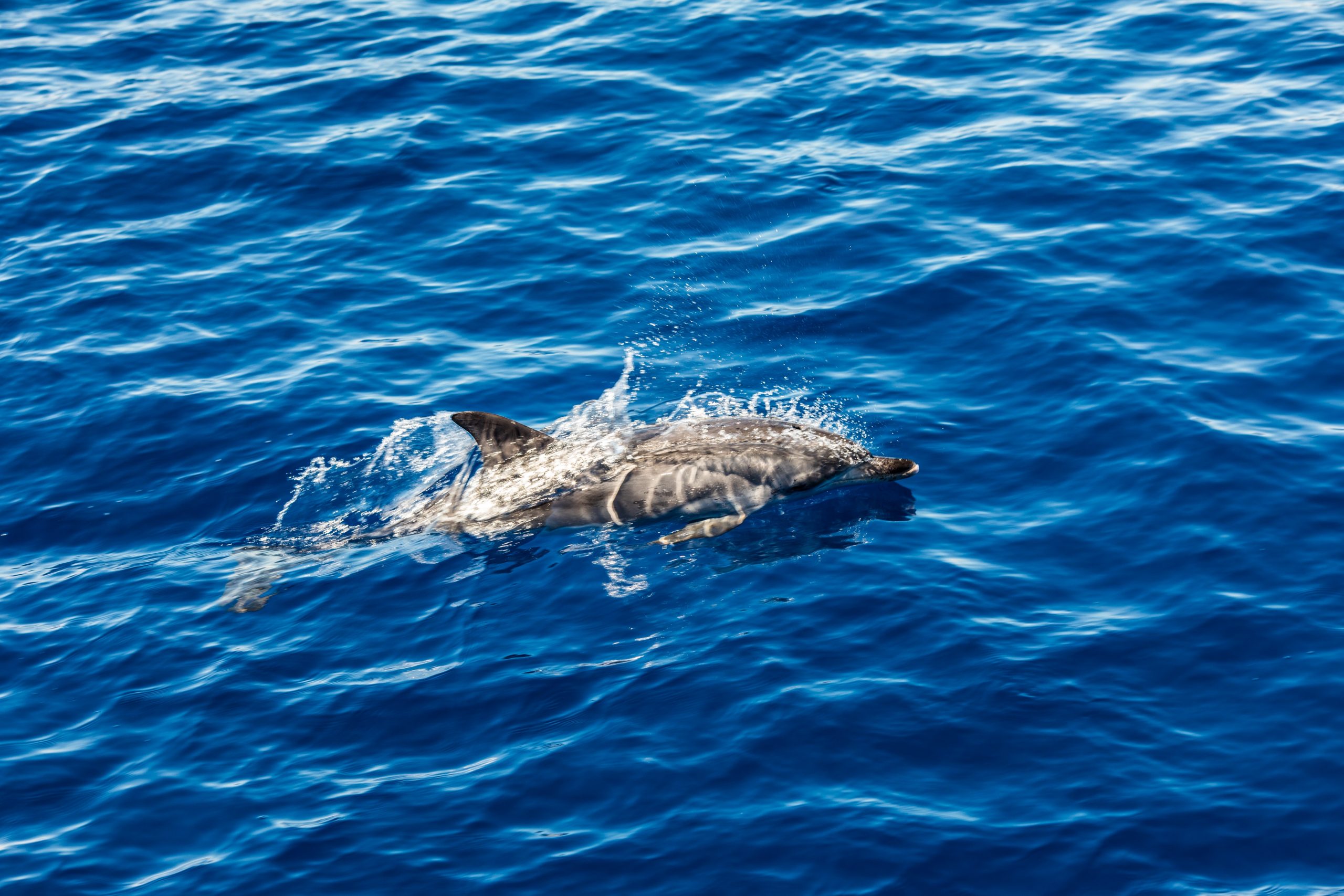 atlantic striped dolphins near the azores island dolphin in the ocean waves atlantic striped dolphins near the azores island dolphin in the ocean waves